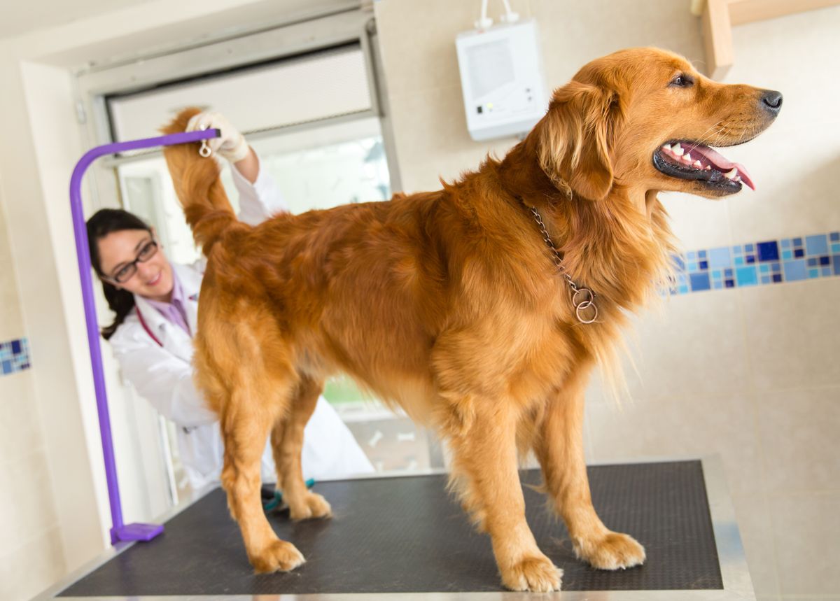 Veterinarian grooming a Golden Retriever